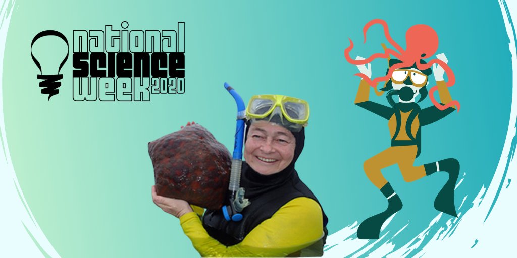 Did you know @Aus_ScienceWeek characters are based on real life scientists? @ProfMariaByrne is a marine biologist who followed her passion for exploring the underwater world and applies her knowledge of sea stars to find better ways to manage crown-of-thorns starfish #WomenInSTEM