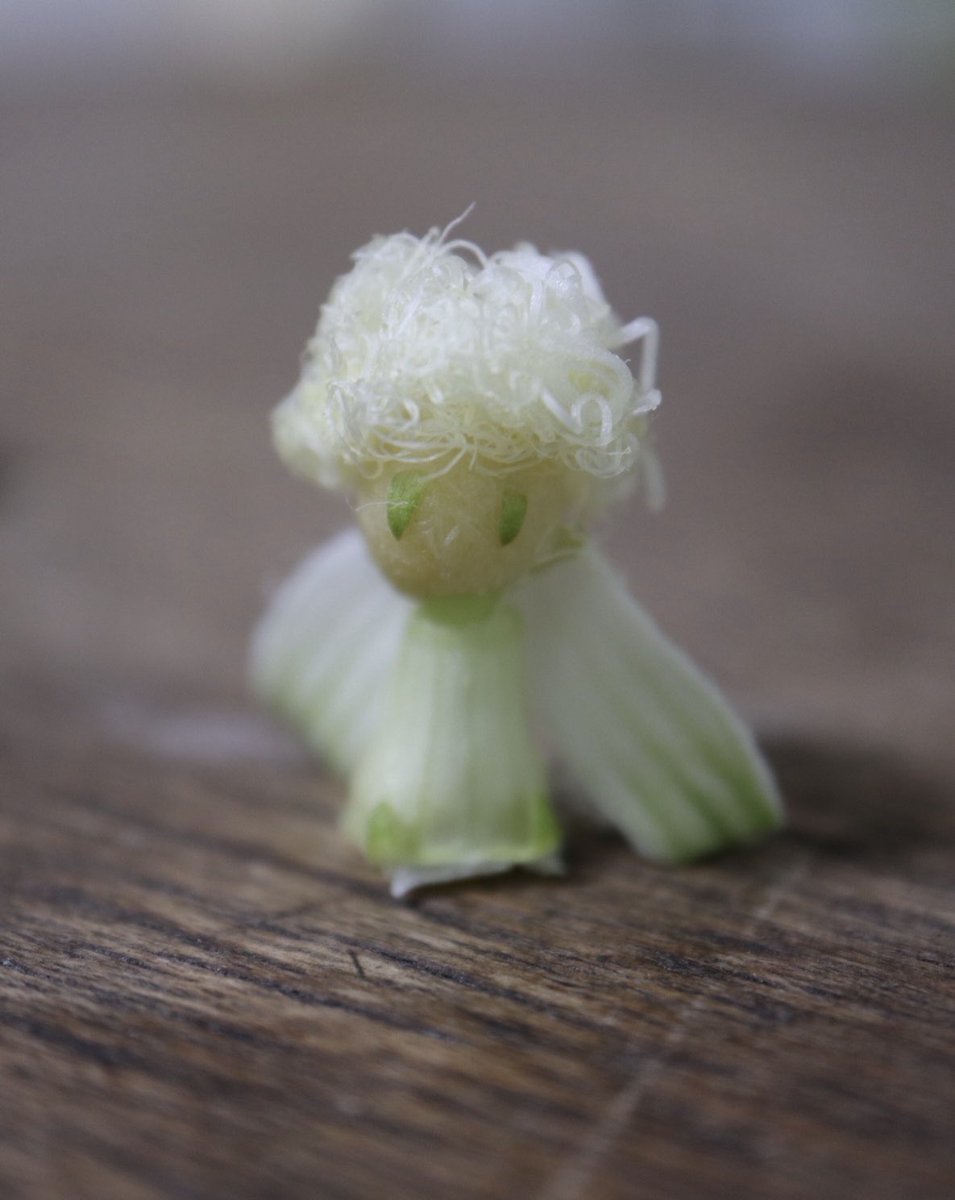 ট ইট র Inori カラスウリの萎れた花で天使をつくりました カラスウリの花は夜に咲き 朝には萎れていますが それでもとても綺麗です 朝早く花がらを拾ってつくりました 羽をつけると天使 付けないと 星の王子様 のようだと思っています 作り方