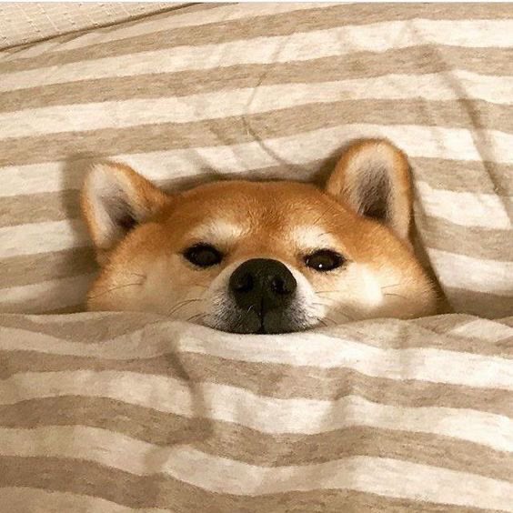 mistershibax's tweet photo. 🦊💤 https://t.co/1KYVyXE5HG