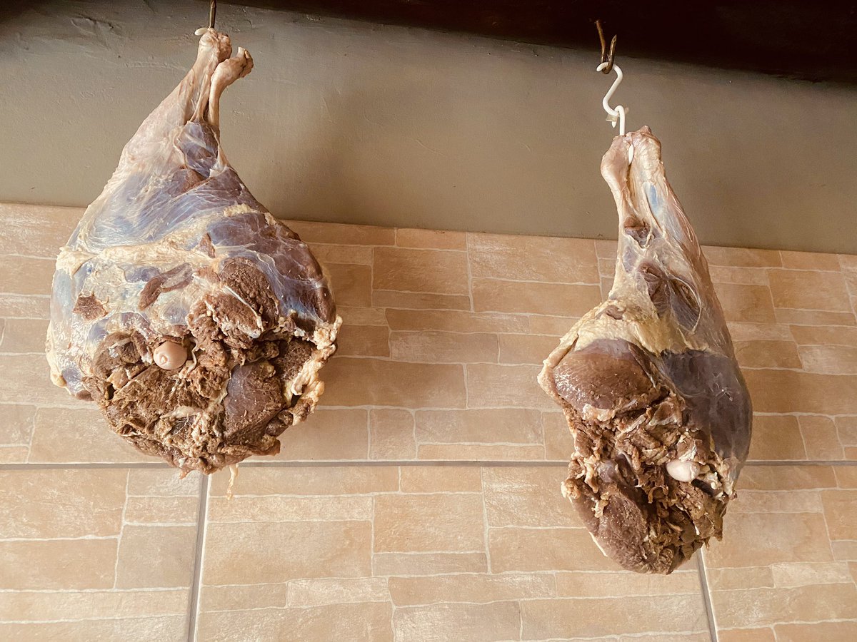 So na 10 dae in sout met swaar gewigte bo-op om die vog uit te trek, word die Bosvark boude nou gehang vir negemaande tot dit in presciuto verander. Na so twee weke kry hy wel ń laag varkvet en peper sodat die vleis nie heel uitdroog nie.