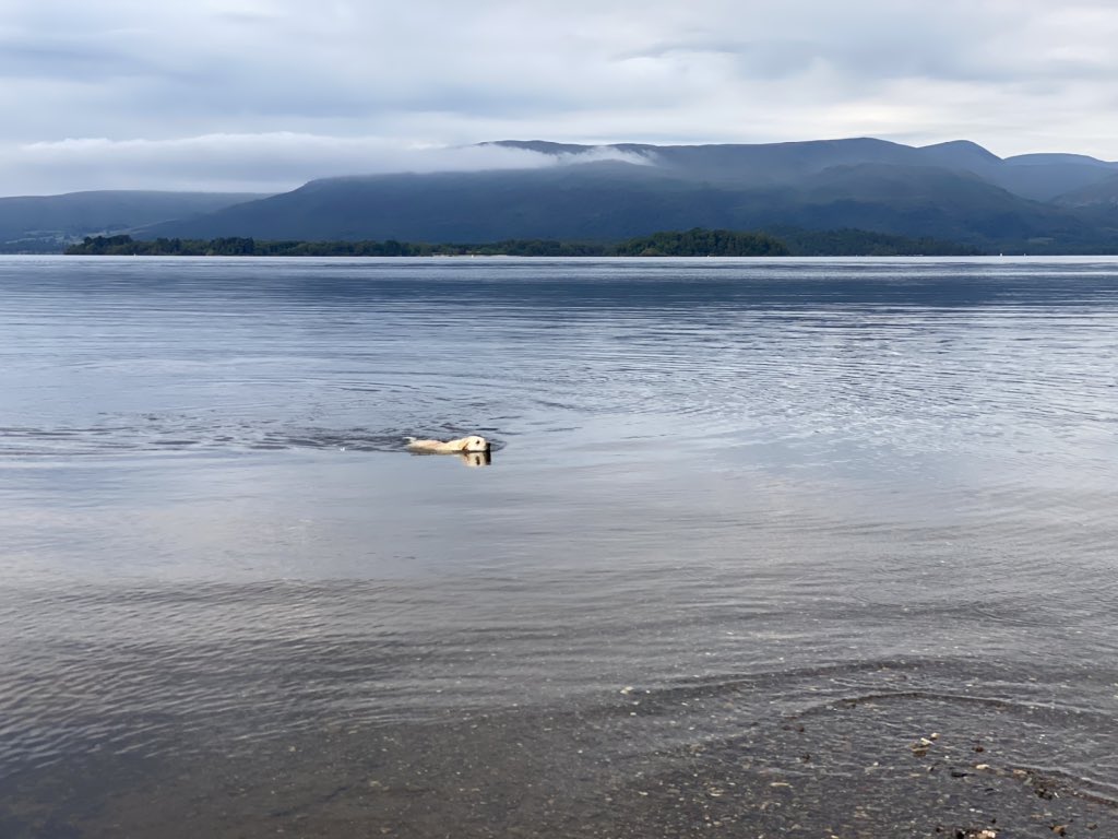 TruePotentialFA's tweet image. Morning Swim #LochLomond