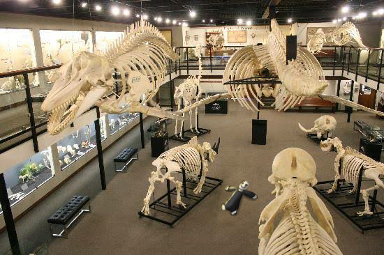 WingdingsGaste6's tweet photo. Look at this idiot- 

😂😂🤙😈💀

#WinginIt #MuseumRave #SoManyBones #GonnaReviveThatLiopleurodon #WorkIs4Chumps #SuckOurDicksDice https://t.co/LDKbd6ukt2