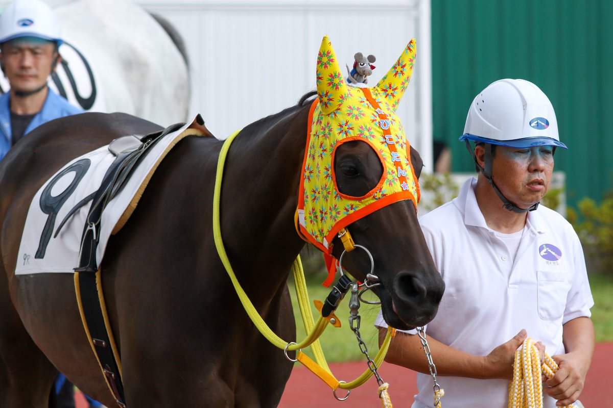 主に競走馬 馬術 Min T ミント