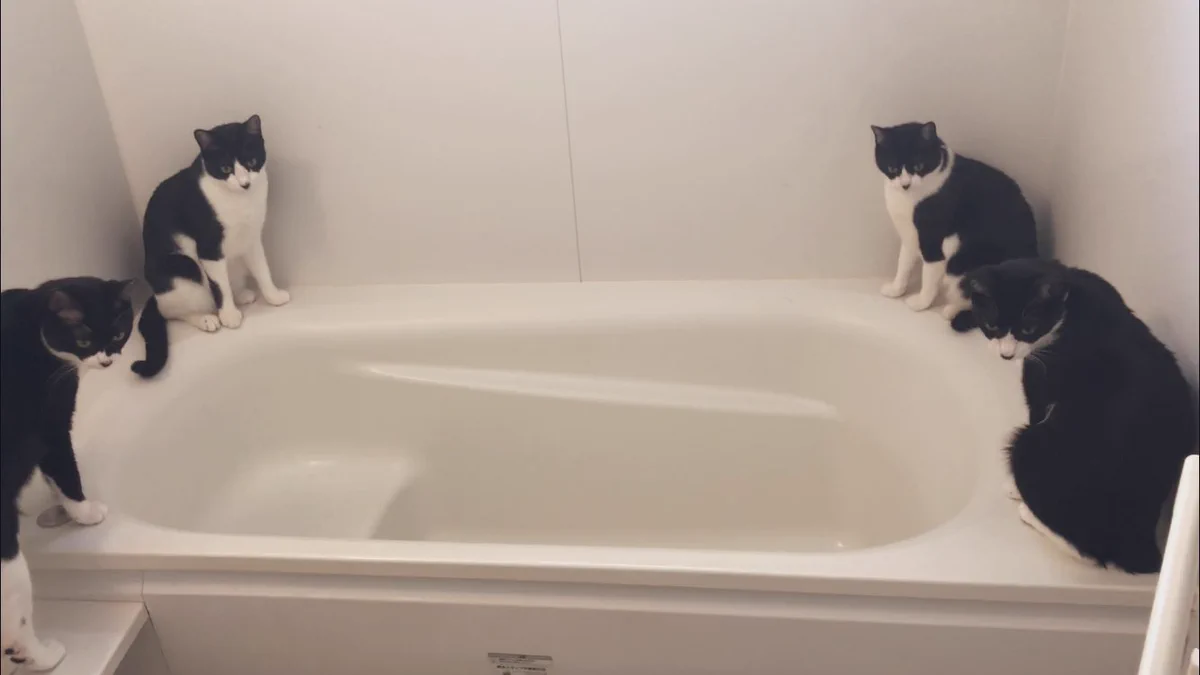 儀式の真っ最中？www4匹の猫が集まり、今にも何かを召喚しそうな光景www
