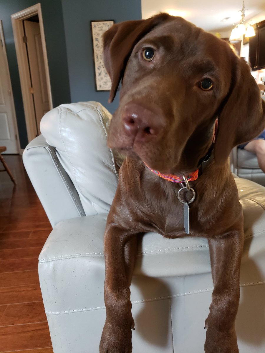 I can't come to school? Even if I'm named after the school? Sorry, Dixon! Go Bulldogs! You got this! @Miss_McBarron 
<a href="/Dixon_Bulldogs/">Dixon Bulldogs</a>