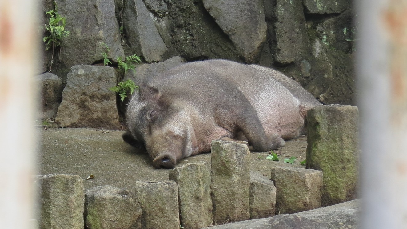 多摩動物公園 公式 A Twitter 動物のお昼寝すがた その２ イノシシ T Co Amaagxgesu Twitter