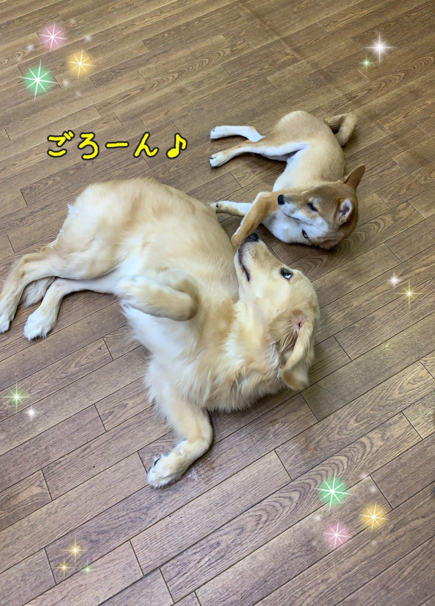 Ciao お友達と仲良く遊んでいます ゴロン の練習も一緒に頑張りました しつけ教室 犬の幼稚園 ドッグトレーナー ドッグスクール 中野区 Mix ミニチュアダックス 柴犬 チワワ ヨークシャテリア フリー ゴールデンレトリバー ゴロン
