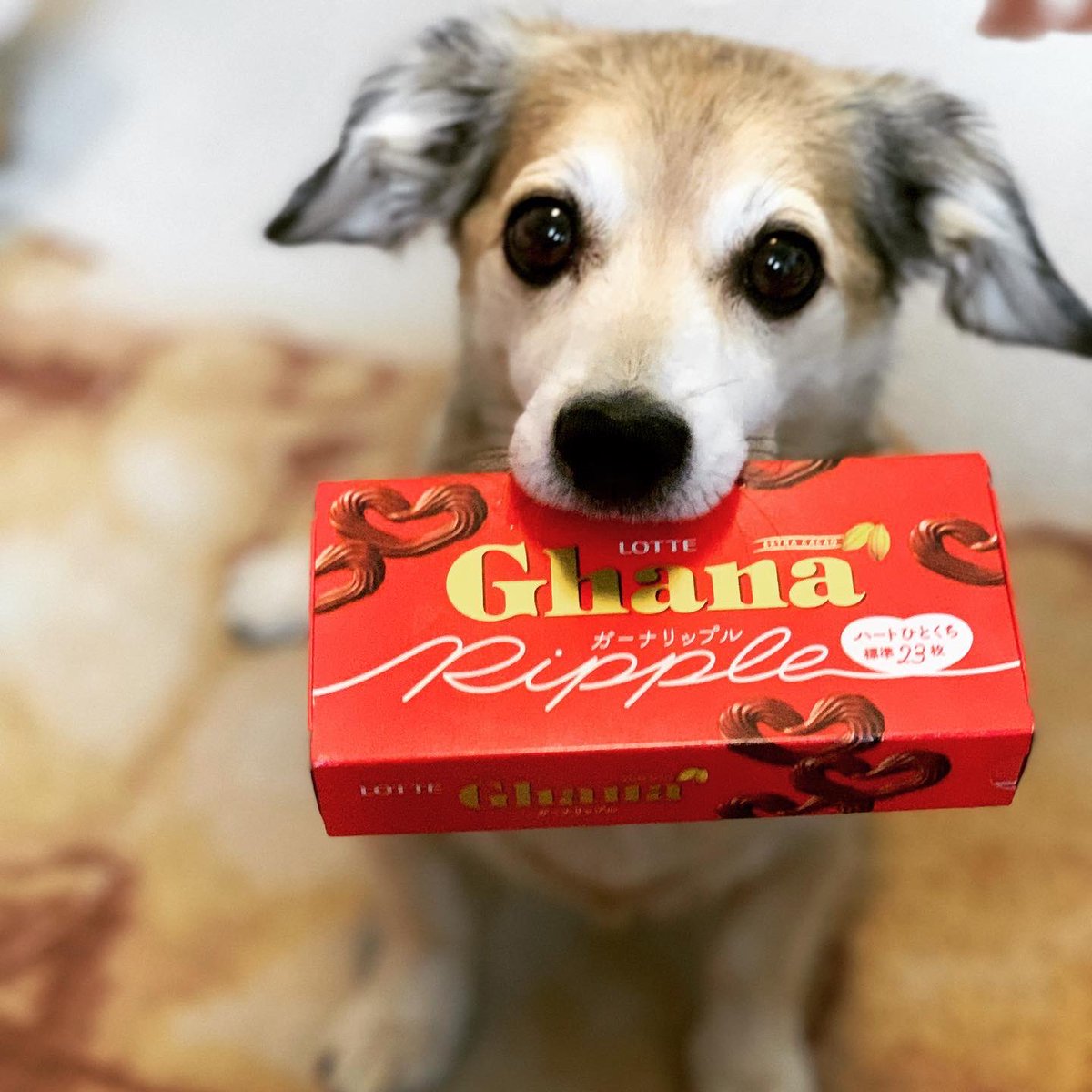 ガーナリップル