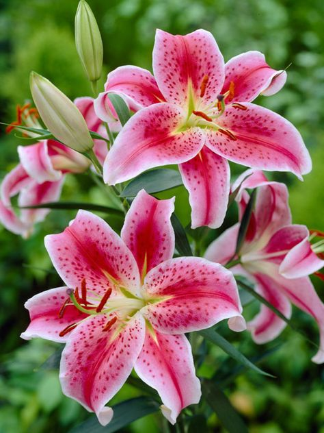 L0VECAF3's tweet photo. a bouquet of lillies has arrived for @BAR0UGF !
from: anon

i love you so much, please have a great day! https://t.co/Zcnq0AoxKO