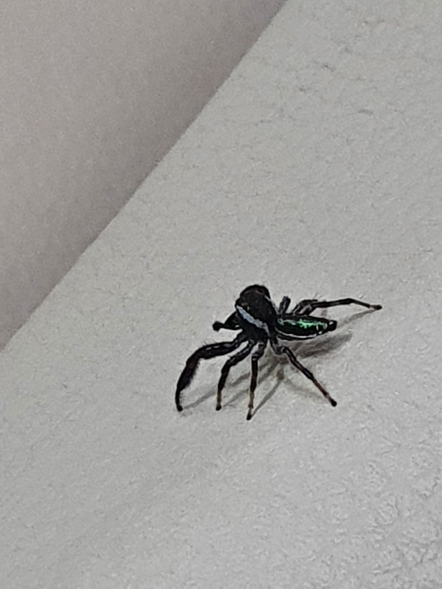 rafaelo83's tweet photo. Hola @Arachno_Cosas que especie es?? Es venenosa? https://t.co/b5mMPPPQ7F