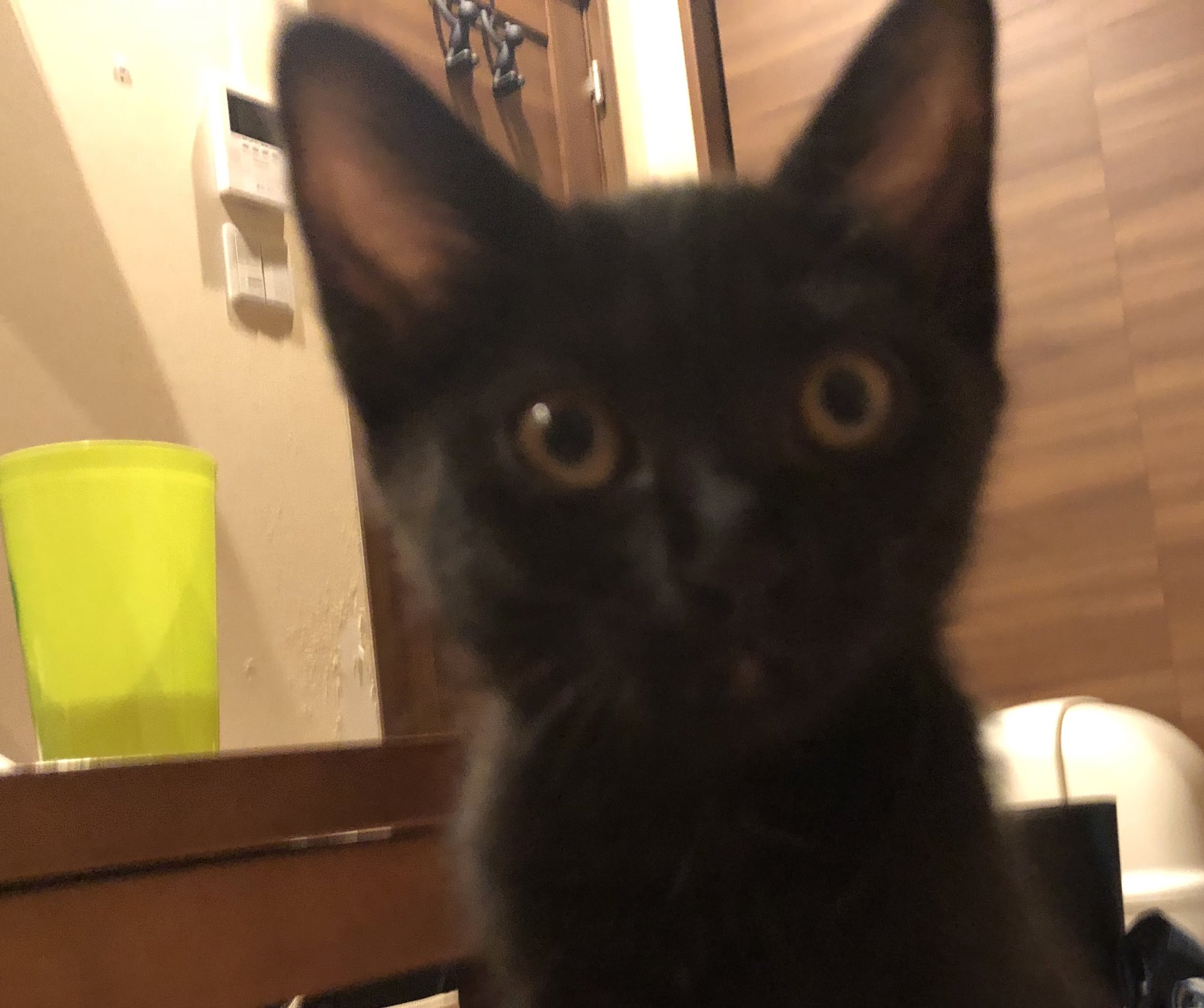 Twitter 上的 たぬかな 弟がまた子猫拾ってきたとのこと 黒猫かわいいねぇ 名前はべるちゃんだそうで 実家の猫屋敷化が進む T Co Yha1t8o5xh Twitter
