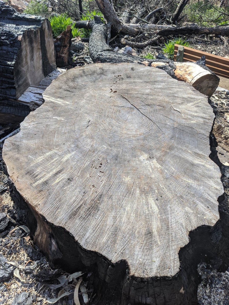 jenolanmagic's tweet image. The big pine tree believed to have been planted to mark the Plughole Cave entrance was badly burnt during the fires, and sadly had to be cut down. The tree is estimated to have been over 120 years old! Boot for scale 😎🌲