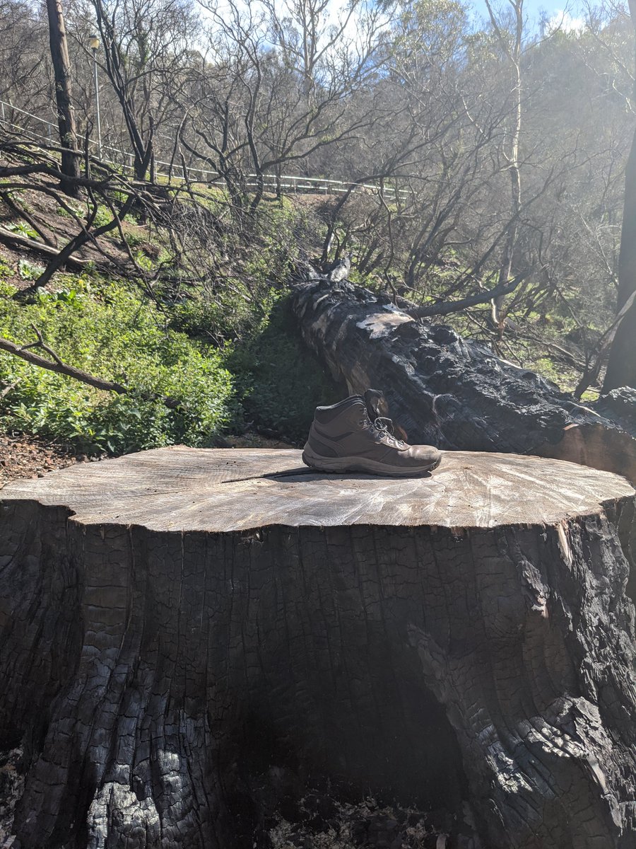 jenolanmagic's tweet image. The big pine tree believed to have been planted to mark the Plughole Cave entrance was badly burnt during the fires, and sadly had to be cut down. The tree is estimated to have been over 120 years old! Boot for scale 😎🌲