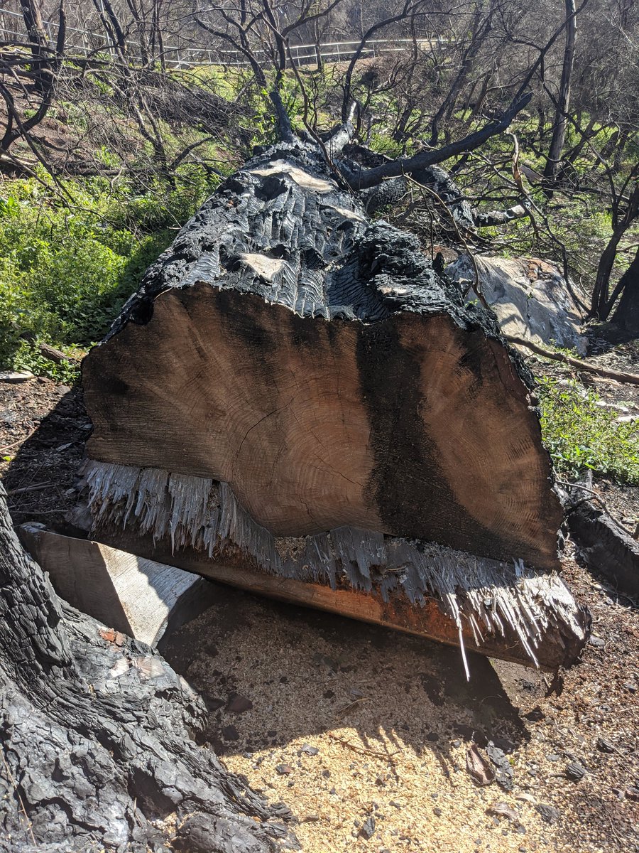 The big pine tree believed to have been planted to mark the Plughole Cave entrance was badly burnt during the fires, and sadly had to be cut down. The tree is estimated to have been over 120 years old! Boot for scale 😎🌲