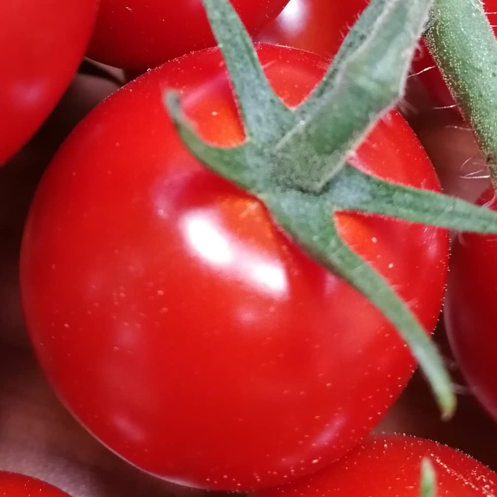 У нас новый сорт томатов 🍅 Черри Делтори - это невероятно вкусно 😋
⠀
#аотепличное #тепличное73 #ульяновск #сделановульяновскойобласти #томат