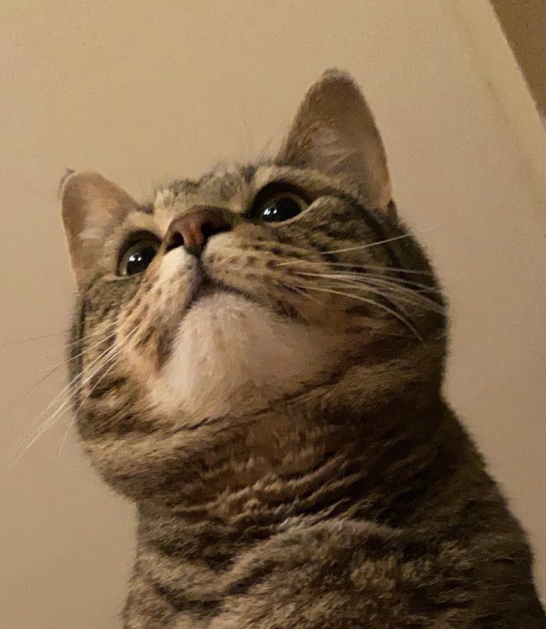 thecrencat's tweet photo. 👁  👁 https://t.co/wzzuQfTX0o