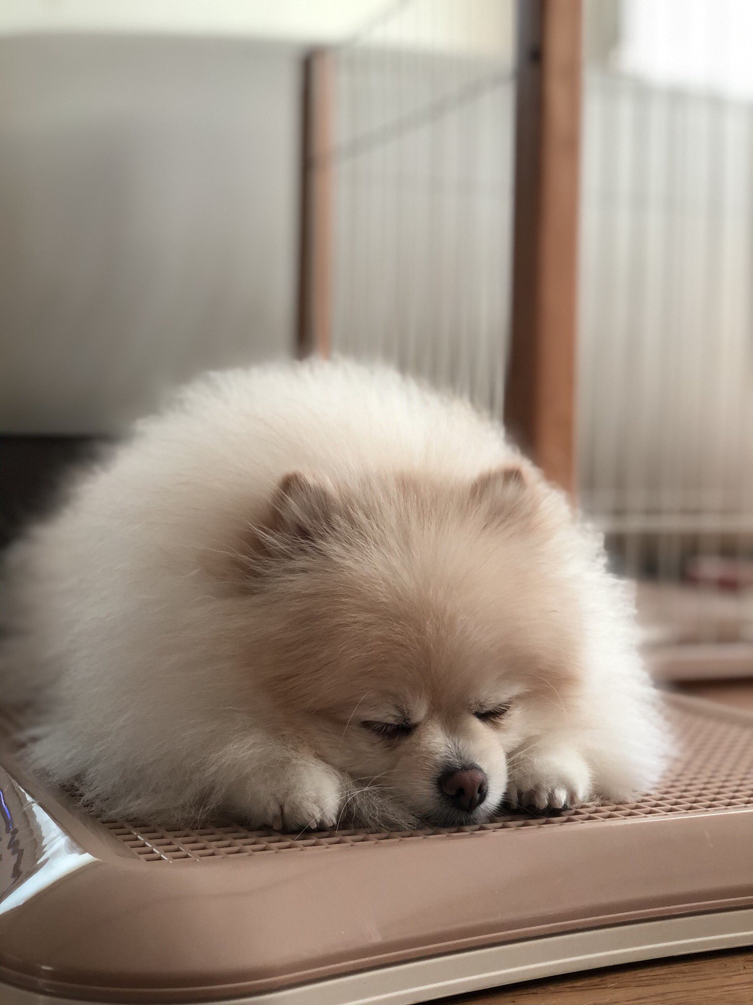 ひこ もち Hicomochi Pom Twitter