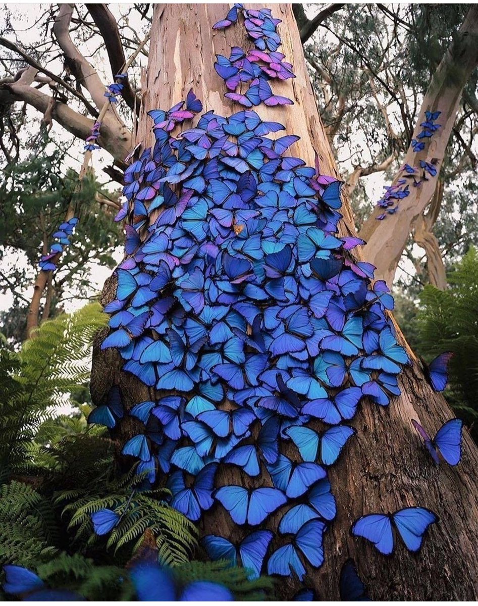 Chwdhry13's tweet photo. A tree of butterfly 😍
.
#butterfly #butterflytree https://t.co/l0Qk0j9whr