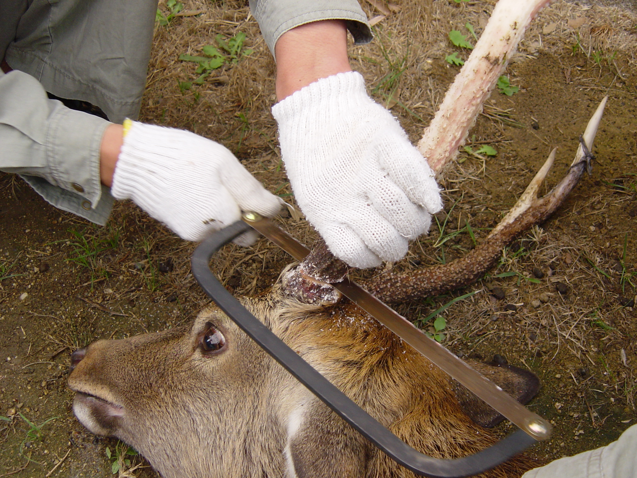 風丸 Hventus Twitter