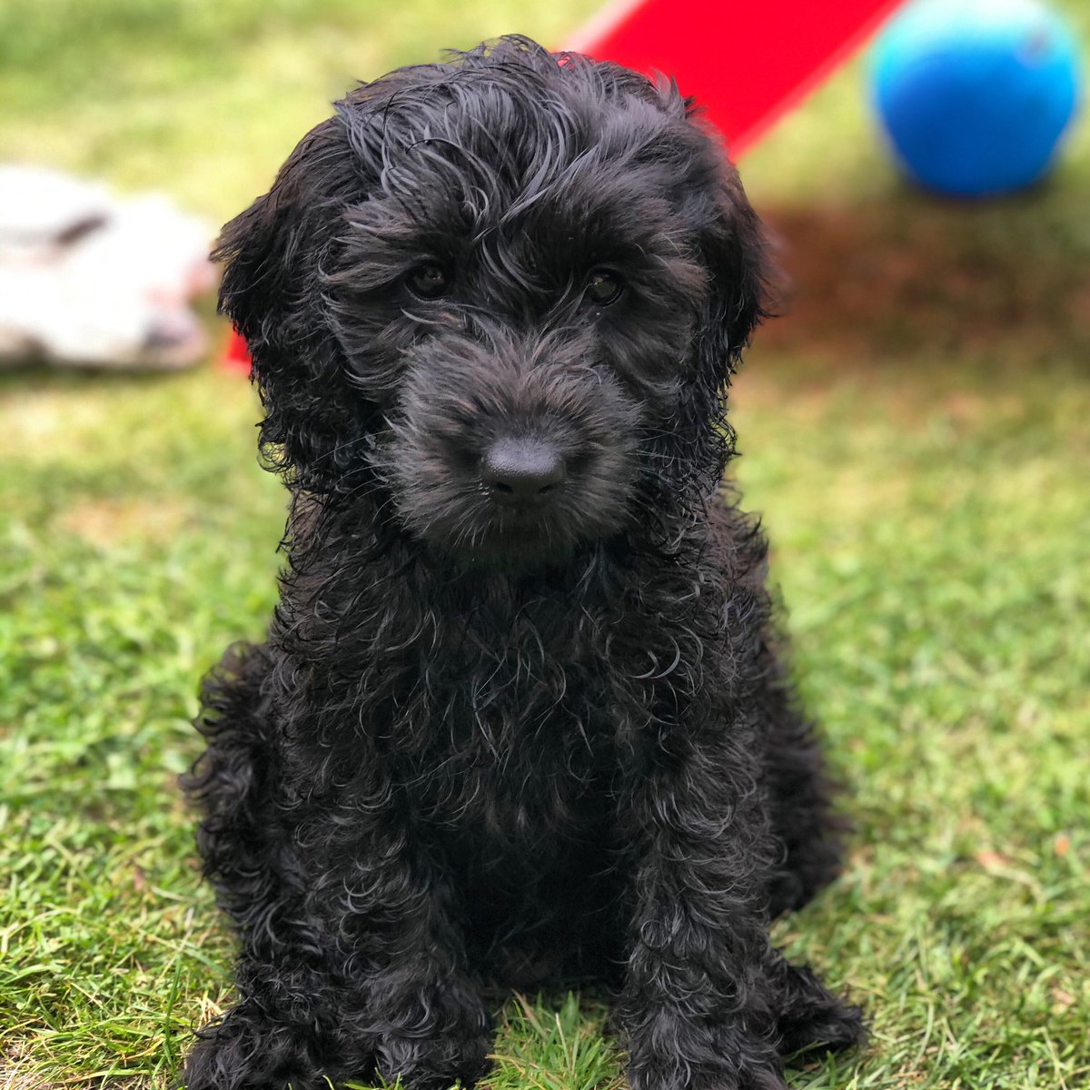 Alloasupport's tweet photo. Absolutely nothing to do with school but I thought I’d let you all see our new addition 💙 https://t.co/OS6fG5UgcM