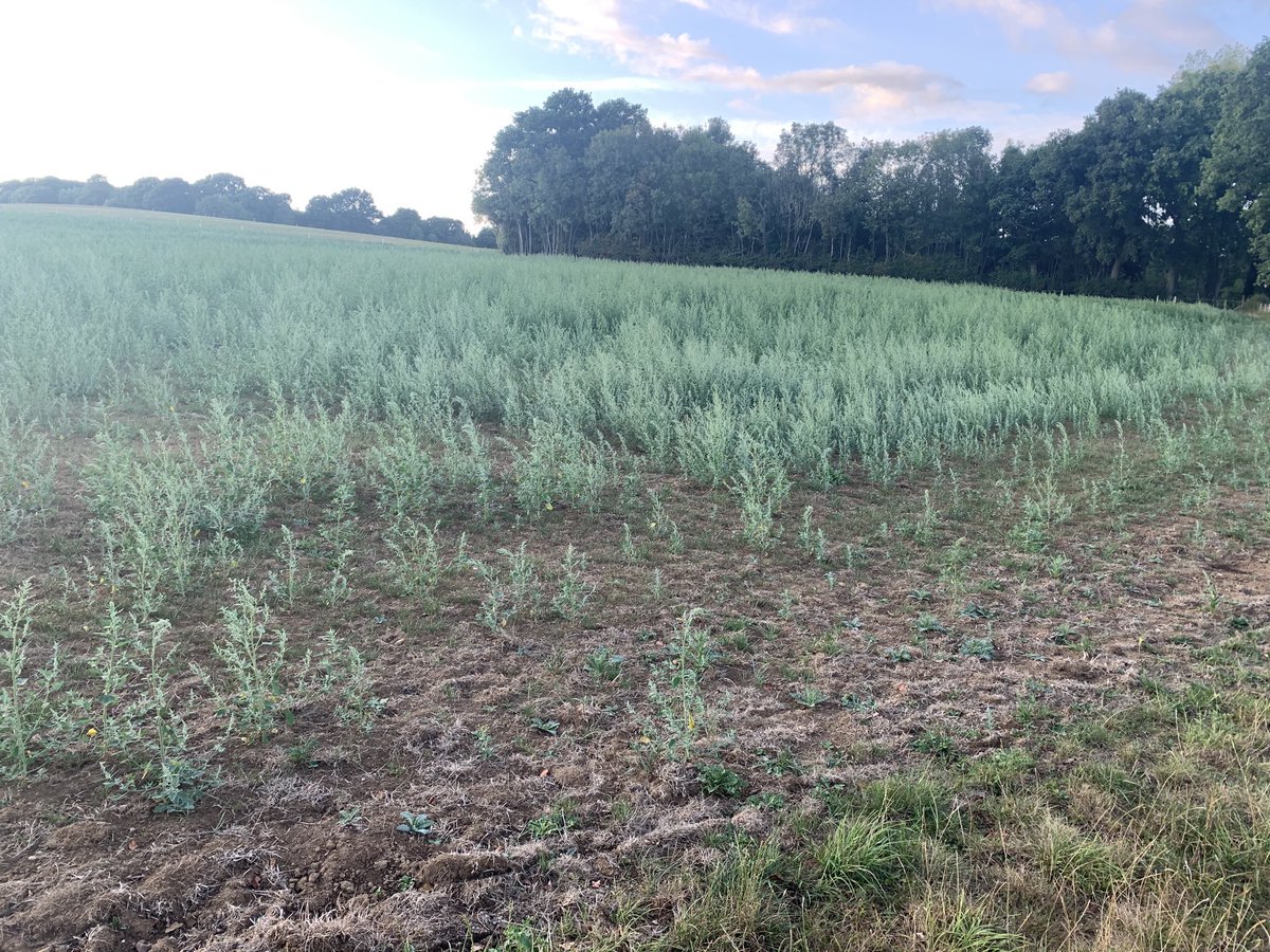 jameswallis7's tweet photo. Yesterdays 2mm  of rain, taking the August total to .....2mm,  has freshened up the fat hen,  grass seeds below not looking quite so rosy.... https://t.co/ewOCT3sco6