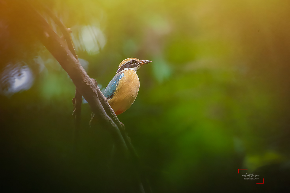 Irrespective of how many birds are around, Pitta steals the attention from birding scene for photographers like me.
Beautiful bird visiting Haryana. Indian Pitta, Bhondsi, Gurugram.
Aug'20 
#indiapitta #pitta #Monsoon #birdsofindia #gurugram #Haryana #birdsofharyana @mlkhattar