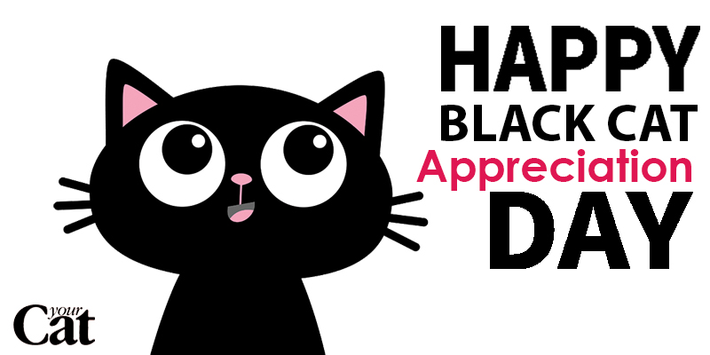 YourCatmagazine's tweet photo. Happy Monday! Did you know? Today is #BlackCatAppreciationDay, a whole day dedicated to showing our black kitties just how much they mean to us. 😻🖤 Post pics of your beautiful black cats below - we can't wait to see them all... https://t.co/UQfEvwmXqb
