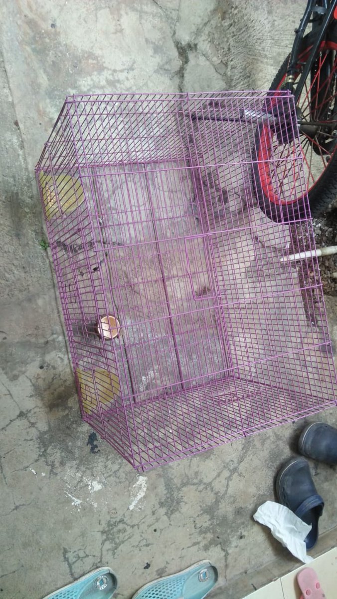 Bala_Raja1's tweet photo. Persiapan ujicoba #Bronik bibit afkir, kelas di basecamp Jonggol Kang @hafidz_alfath.
#smoga nanti untuk di makan sendiri bersama keluarga. Per dua minggu beli bibit 8ekor @ 4500, bisa tabungan protein harian bagi yang suka daging ayam.
#sumberbale
aplikasi bronik, jst, imun H1 https://t.co/gBsxFUYBNy