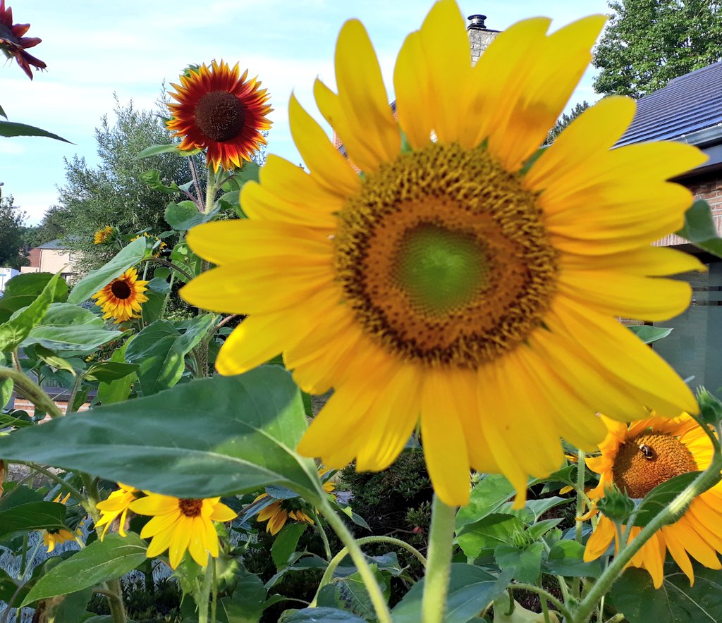 Blij om terug te starten na een fijne vakantie in eigen tuin. #ucll #movingminds #ucllzorgt