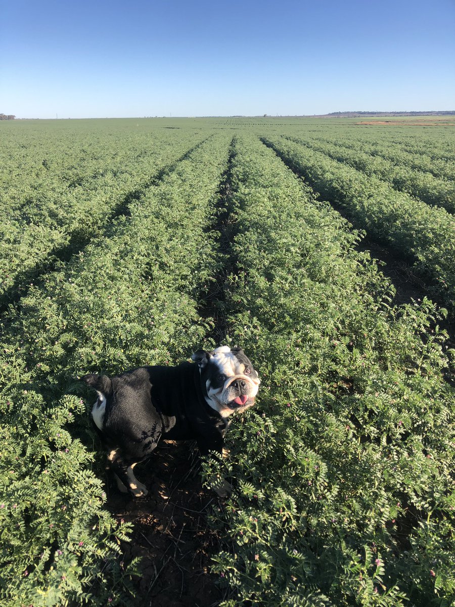 stephen gibson tweet media