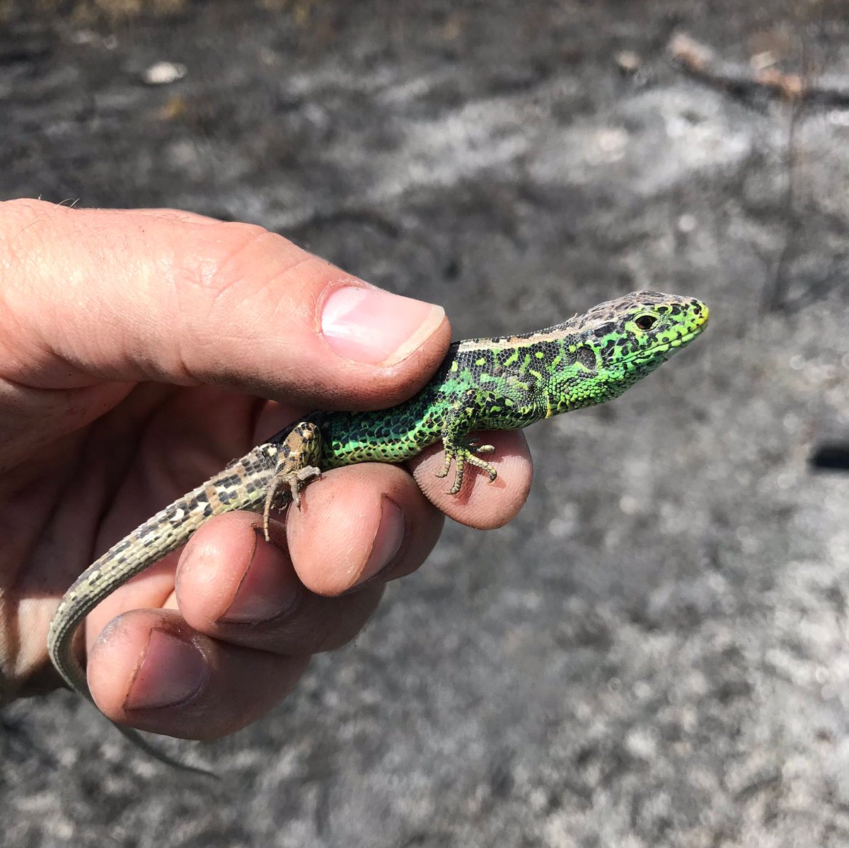 ForestryEngland's tweet photo. Wareham Forest is a protected habitat for all six species of British #reptile, including the rare smooth snake and sand #lizard. Help us to save as many as we can after the recent wildfire👉 https://t.co/dvzmeXUvin   📷 @harbourbirds #HelpWarehamForest https://t.co/m9YixAUmBz