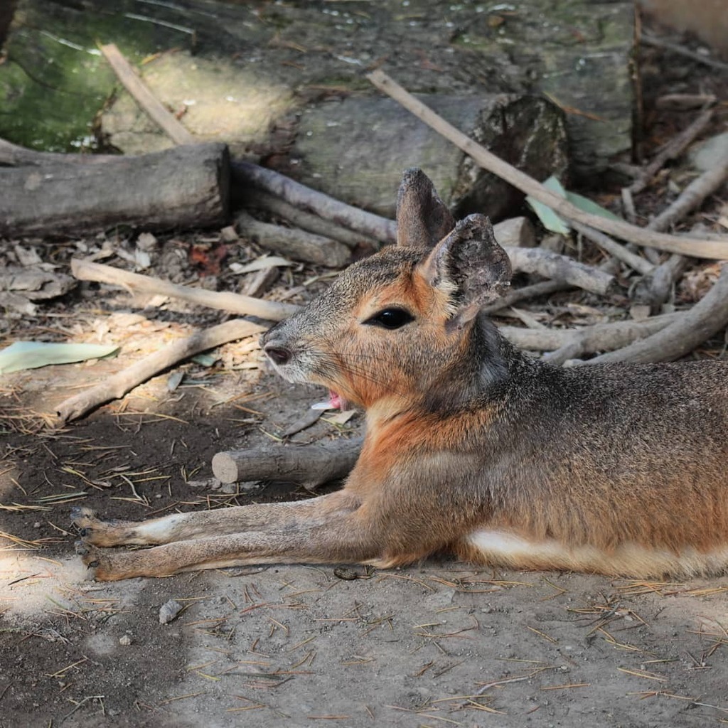 那須どうぶつ王国 マーラのあくび あ 眠い マーラ は カピバラの森 にいます T Co Adcbjd1rtm 那須どうぶつ王国 Nasuanimalkingdom Nasu Animal Kingdom T Co Ul6r1exz0m T Co V5hoo3axnn