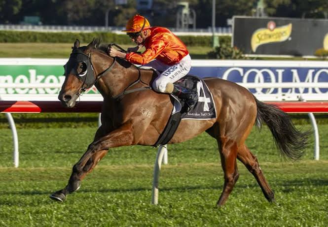 TravTurf's tweet photo. Looking at the Winx Stakes All-In market and think Dreamforce is big overs at $11 some of the corporates.
Last two runs first up has started $3.30 in the Tramway and $2.50 in Apollo Stakes both at 1400m Randwick.
Think he starts much closer to $5 on Saturday.
#Overtheodds https://t.co/b1QDAnLkBB