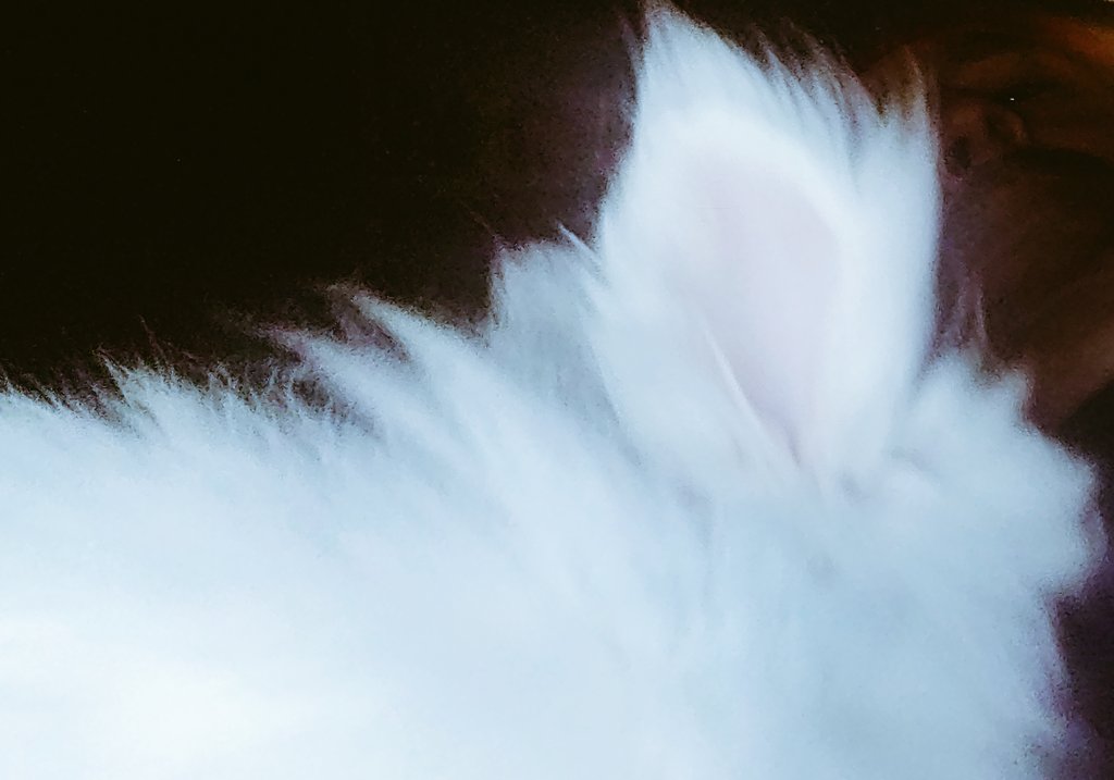 JustifydWarrior's tweet photo. I love this little dude most of all ๐
He's always there when I look to my right. Never very far out of sight ๐
No matter the day I had, good or bad, he can take it & make it better ๐
He fills my heart w so much love, that nothing else remains ๐
#MerlinTheMagicBunny https://t.co/ULn4soyw5y