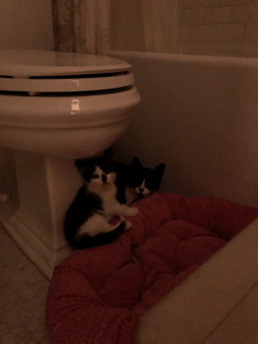 stephforreal's tweet image. #catexperts they are sleeping on my cool marble tile floor instead of the bed or their crate. Should I remove the crate from the bathroom and give them more room? Or is it just because they are hot? It’s about 25degrees in my house. #CatsOnTwitter