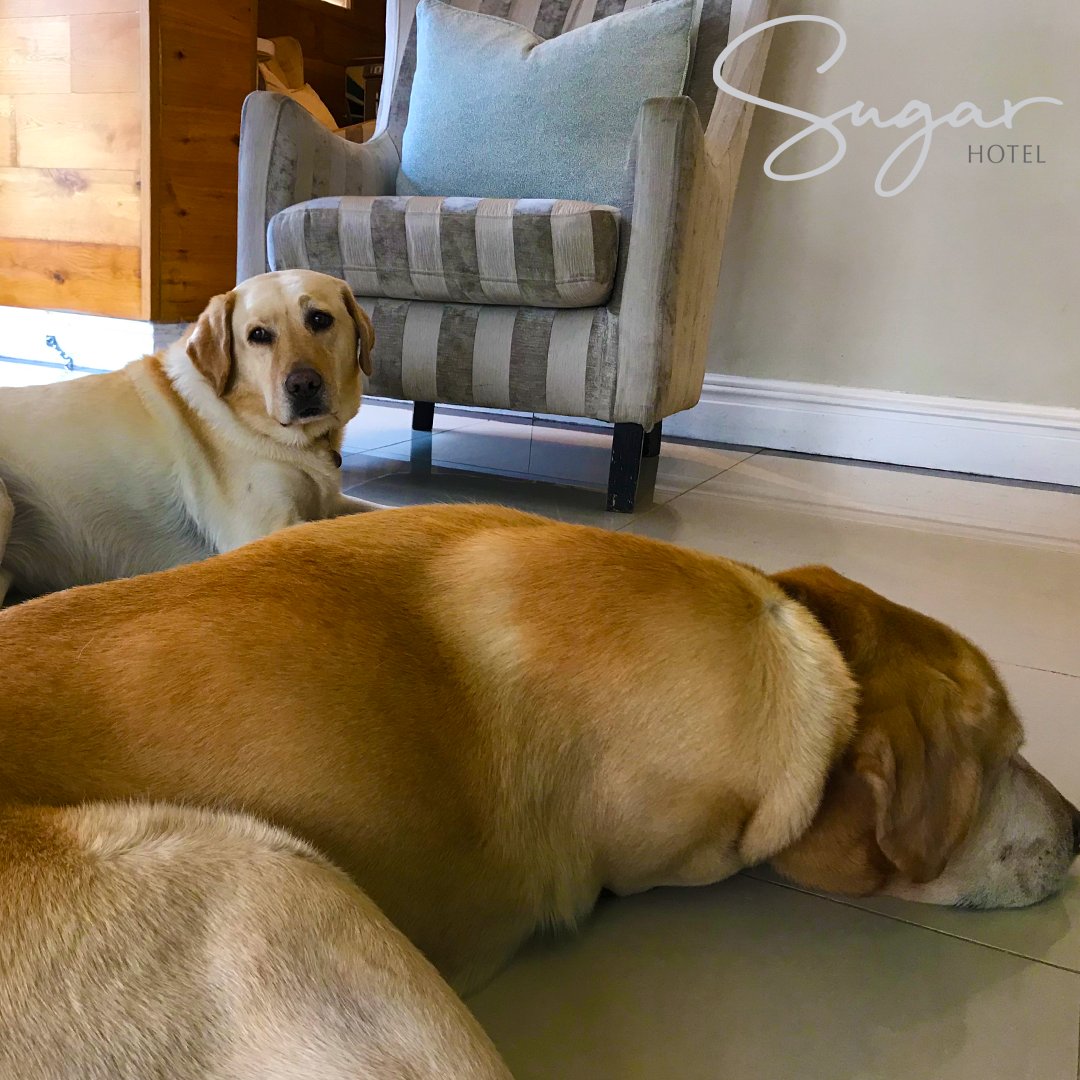 SugarHotelCPT's tweet photo. If haven't had the pleasure of meeting our furry residents then let us cure those Monday Blues by introducing you to Jack and Zara. These pups are here to welcome you with furry hugs and slobbery kisses. https://t.co/73lCK0m5St