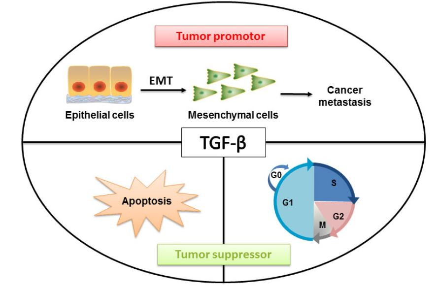 Epithelial Mesenchymal Transition Cancer