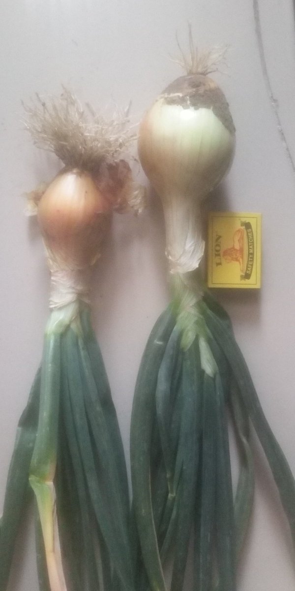 Farming Couple 🇿🇼 (@farmingcouple) on Twitter photo 