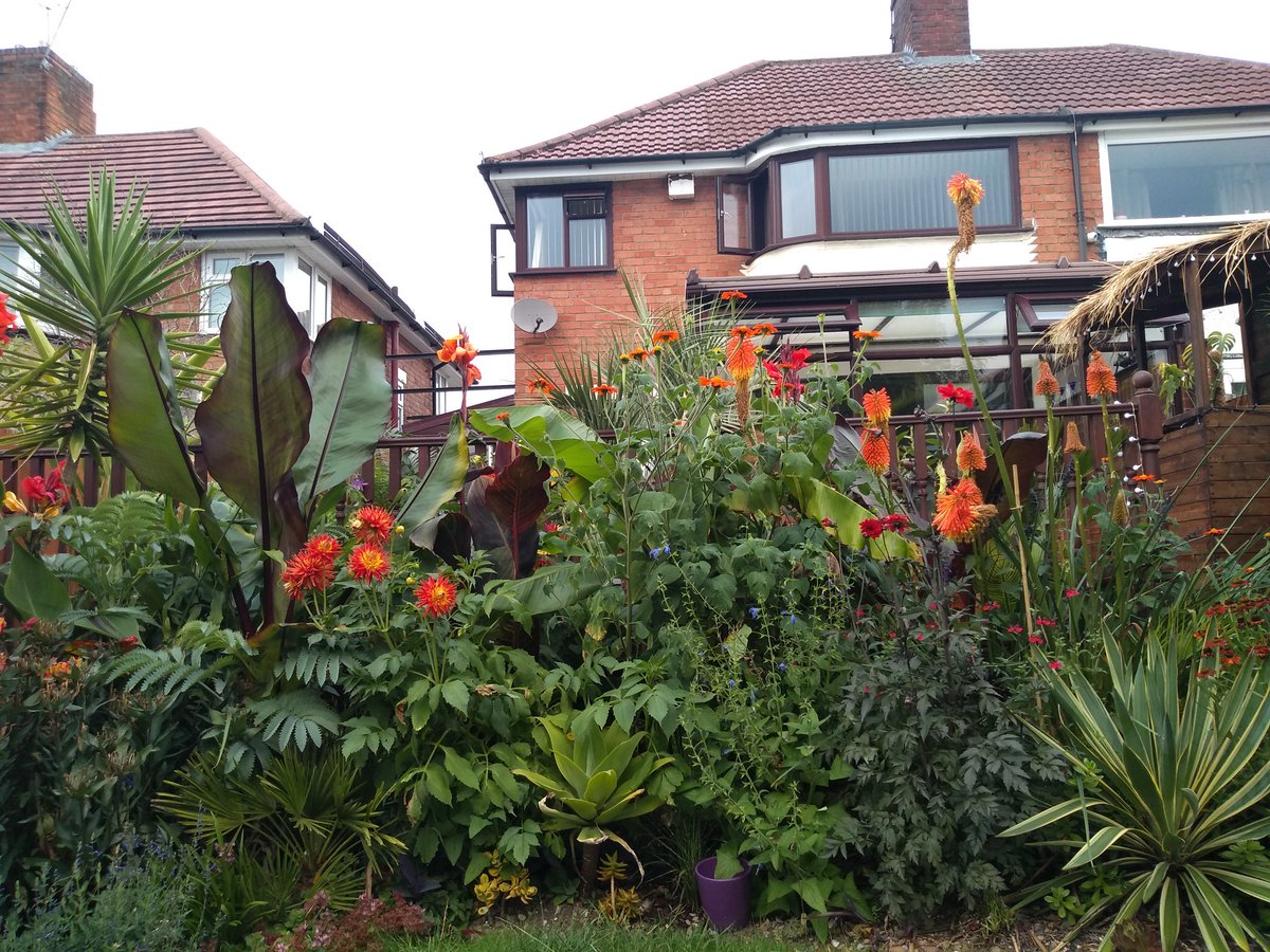 Morning Twitter! I have just achieved a 1000 followers 🎉 Thanks for following everyone! 😊 Here's a photo of my own garden taken last week 🌴🌺🌵☀️😎