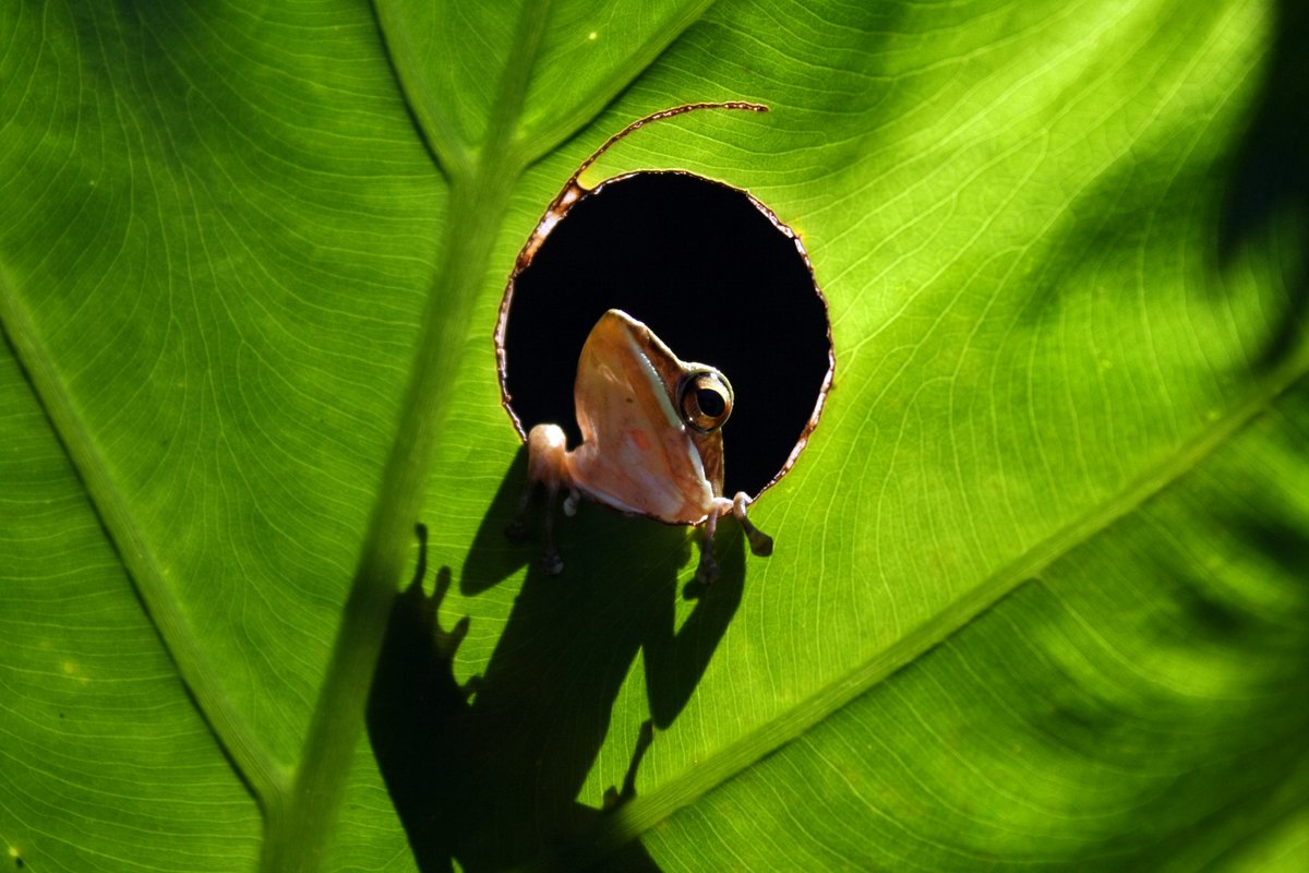ABiodiversity's tweet image. The search is on for the best biodiversity photos in the ASEAN region! Join the 5th Zooming in on Biodiversity, an ASEAN-wide photo contest, with the theme, Healing with Biodiversity: Building a Better Normal. Check out aseanbiodiversity.org/zoomingin/ 
@ASEAN @EUinASEAN 
#KfW #OneASEAN