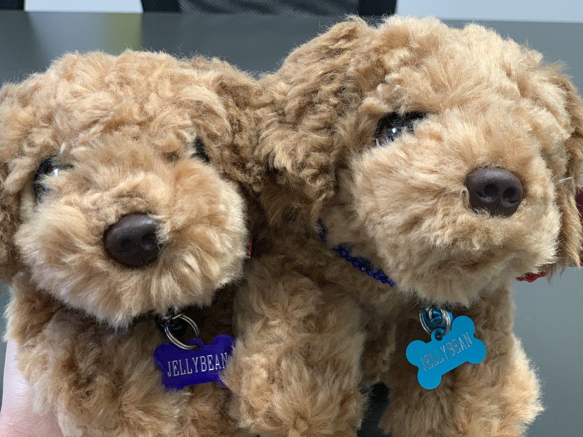 Thanks for the name suggestion E and J...Peanut loves the choice! Meet Jellybean...he will start to come to our school next term! 💜😍🐶 The girls even got a mini Jellybean as a thank you!