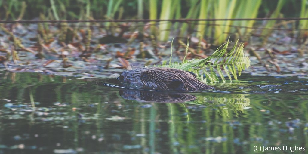 The GB beaver population is fragmented and small. Beavers should be translocated rather than culled wherever possible to help support re-establishment of this endangered species across Britain, whilst solving local issues: parliament.scot/GettingInvolve… 
@ScotsBeavers @treesforlifeuk