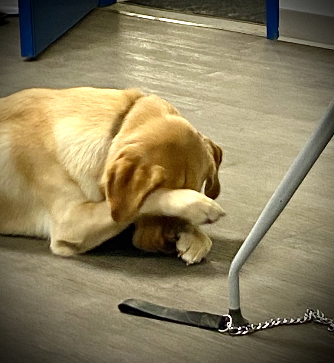 deliveryguysinc's tweet photo. Monty might not be ready for another Monday, but we are! Let us help you with all your delivery needs. #deliveryguys #earlybirdgetstheworm #happymonday #mondaymotivation #letsgetthisweekstarted #kwawesome https://t.co/smXAUivSlc