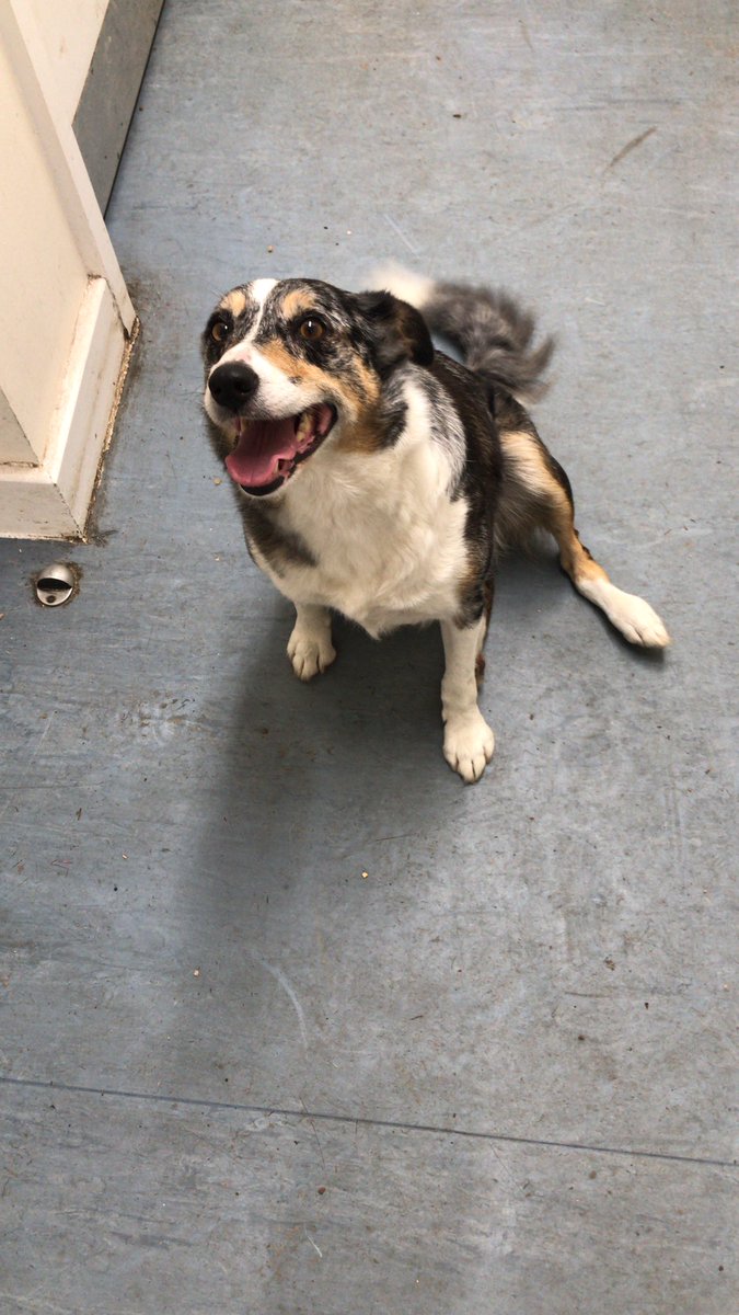 Lost dog at Sunningdale golf course, safe and in the green keepers shed. 

If anyone knows who it is please get in contact

#sunningdale
