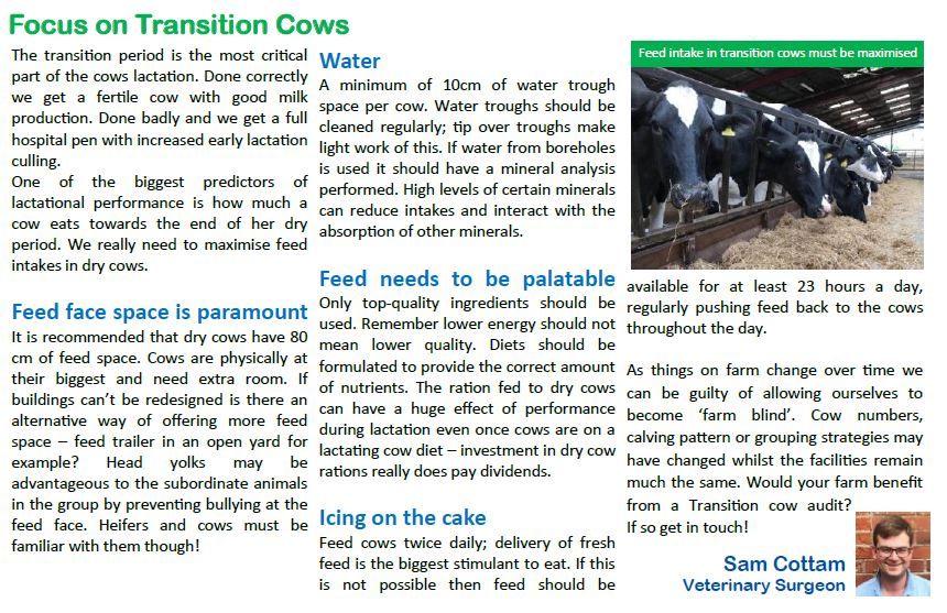 SynergyFarmVets's tweet photo. To maintain a fertile cow with good milk production, feed intake must be maximised. Read Synergy Vet Sam Cottam's top tips on how to improve your cows feed intake. Get in touch with us to organise a Transition Cow Audit. #teamdairy #backbritishfarming https://t.co/lrM8bl3sL8 https://t.co/XAZlu35qZy