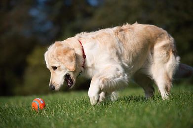 It looks like this pup has been telling jokes to their Chuckit! ball. Comment below guessing what you think it could be!  🏀🤣

We’ll go first👇🐾 : 
“You must be the backyard because I really dig you!”