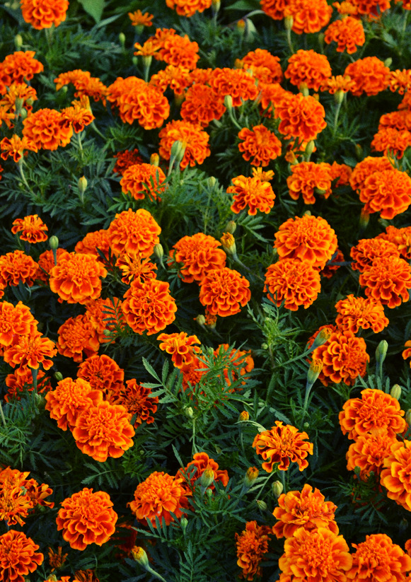 Marigold: a journey among mortals to immortals (thread)Marigold (Tagetes) is a popular group of flowers in India having a central American origin. It grows all around the country & is available throughout the year. Marigold is variously known as geṁdā गेंदा in Hindi,...