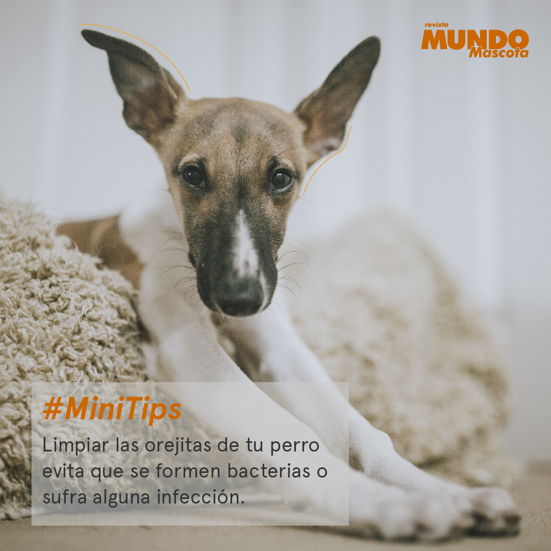 MundoMascota4's tweet image. #MiniTips 🐾
La higiene de tu mascota es muy importante. No olvides revisar también sus orejitas para que te mascota esté más sana y feliz.
