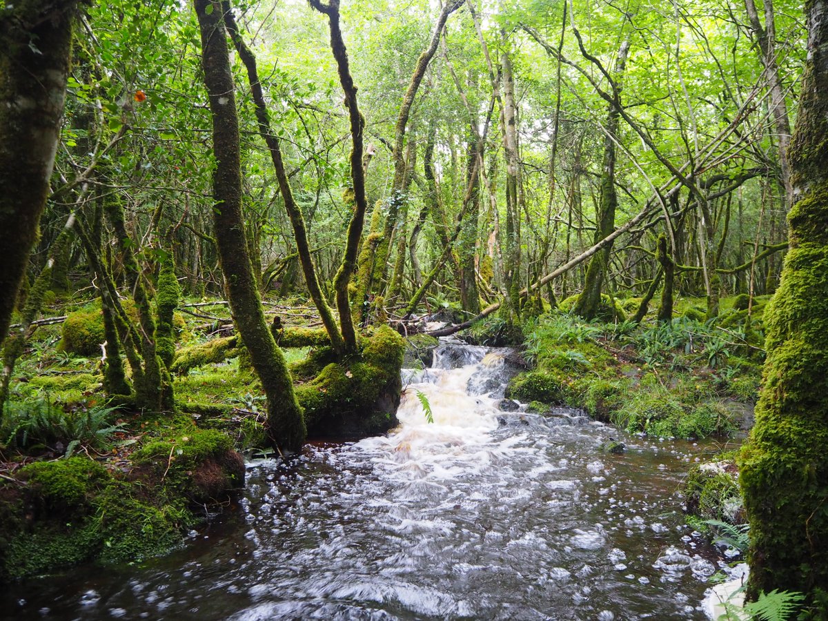 A remnant shred of the once great forest of aughty.This is Gortacarnaun woods, southeast Galway, a couple of hundred metres from the Clare border.83 Hectares of sessile oak with holly, birch and poplar