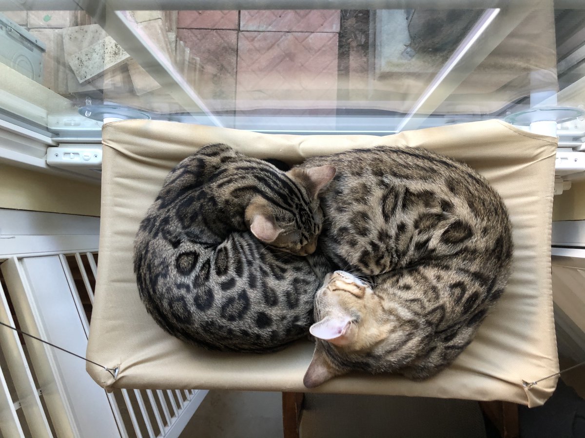 the berkeley fanfare tweet media